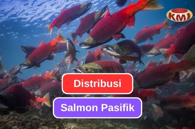 Inilah Area Persebaran dari Salmon Pasifik 